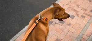 2024-02-16 09_43_48-South Pole - Utility Control Collar Chain_Orange_Lifestyle_4.JPG - Alle Dokument