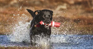 2024-02-21 14_56_03-LightHouse Fetch Water Toy_Lifestyle_1.jpg - Paint
