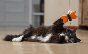 2024-02-21 15_51_49-Rogz-Cat-Toy-Wand-Teaser-Catnip-Mouse-3_1400x.jpg (1400×1400)-2