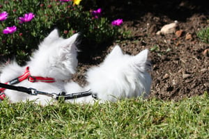 AlleyCat Control Harness and Lead_Red and Black_Lifestyle