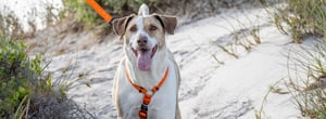 Alpinist Classic Lead_Lifestyle_Orange_1_schmal