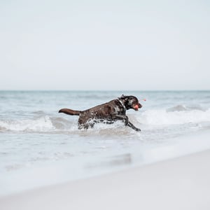 Rogz_Lighthouse_Labrador im Wasser