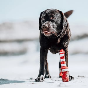 Rogz_Lighthouse_Labrador