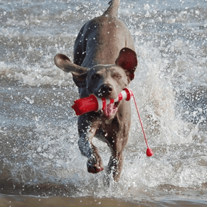 Rogz_Lighthouse_Weimaraner