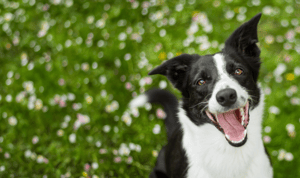 dog-flowers-background