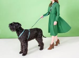 Fancy Dress Classic Lead_Mint Dog_Lifestyle 2