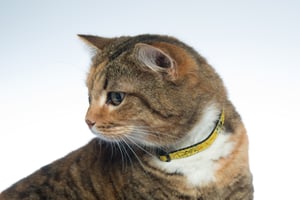 FancyCat Safety Collar_Yellow_Lifestyle 1