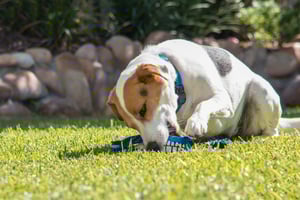 Flossy Grinz Dental Toy_Blue_Lifestyle 11