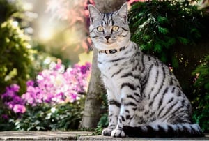 Freezack_Katze_unterwegs_1000px