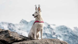 Freezack_Header_Hund_mit_Ohren_HalfHD