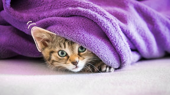 Freezack Header_Katze_mit_Ohren