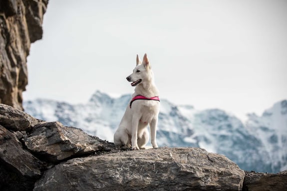 Freezack Hund Titel_50
