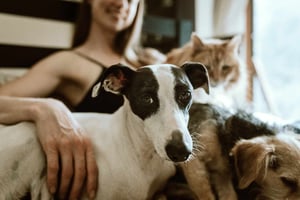 Freezack_chewy-gWzTum_yMCg-unsplash_HD