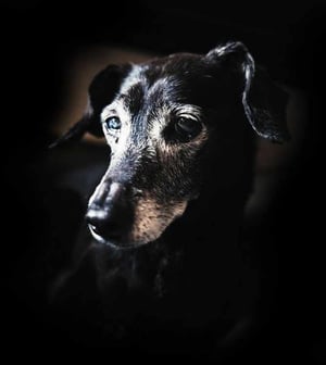IN-FLUENCE-Dog_01
