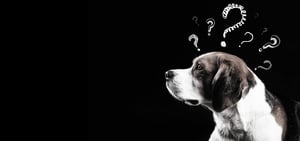 IN-FLUENCE Hero Hund FAQ