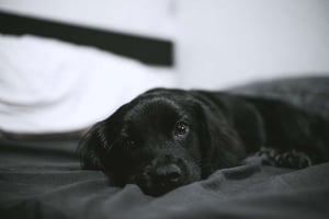 IN-FLUENCE-Hund_1
