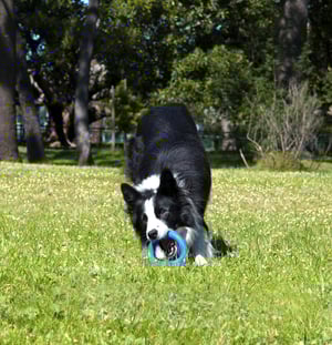 Pop-Upz Fetch Toy_Blue_Lifestyle_2