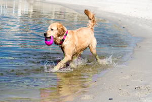 Pop-Upz Fetch Toy_Pink_Lifestyle_1