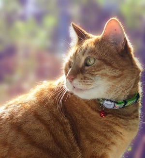 ReflectoCat Safety Collar_Lime_Lifestyle