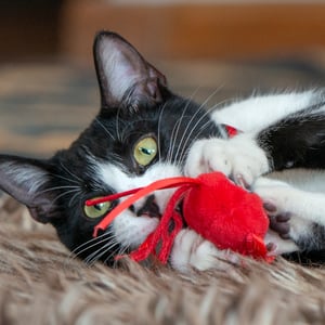 Rogz-Plush-Cat-Toy-Flossy-Grinz-Set-One-Size-Red-Lifestyle-1
