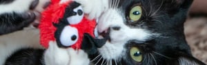 Rogz-Plush-Cat-Toy-Fluffy-Grinz-Set-One-Size-Red-Lifestyle-6