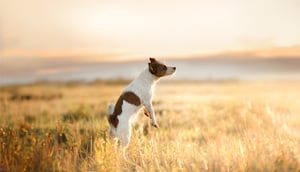 SavannaPet-life-5_bearb_neu_web