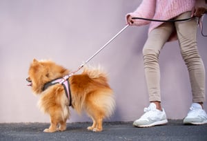 Urban Fast-Fit Adjustable Harness Lifestyle_S-M_Pink Blush_Lifestyle 2