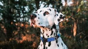 Utility Classic Collar_Blue_Lifestyle_1_bearbeitet