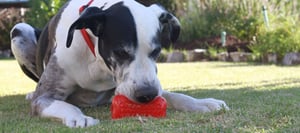 Yumz Chew Toy_Red_Lifestyle_3-2