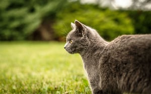 cat-in-green-garden