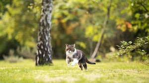 cat-running-in-garden