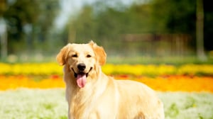 dog-in-flower-field-1