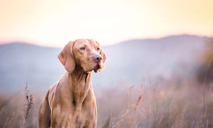 dog-in-pink-field