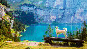 dog-looking-on-mountain-lake