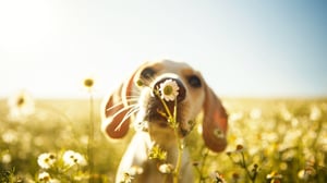 dog-smelling-flower-field