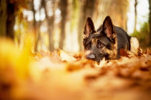 german-sheppart-leaves