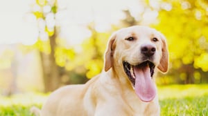 golden-retriver-garden