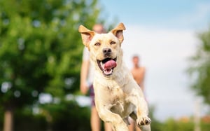 happy-dog-running