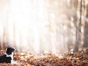 Border_Collie_123hdwallpapers_dog_animals_depth_of_field_nature_leaves_fall_bokeh_erweitert_fuer_Web