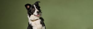 Chien avec collier et ID-TAG sur fond vert