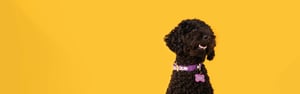 Hund mit Halsband und ID-TAG