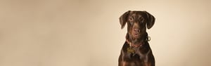 Hund mit Halsband und ID-TAG auf braunem Hintergrund
