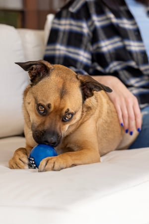 Grinz Fetch Ball_Blue_Lifestyle_13