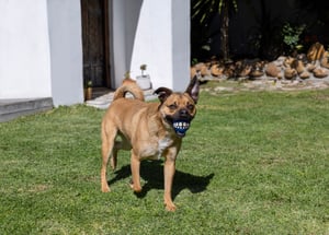 Grinz Fetch Ball_Blue_Lifestyle_15