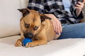 Rogz_Grinz_Recipes_Lifestyle_22