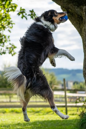 Rogz_Grinz_blau_Lifestyle_2