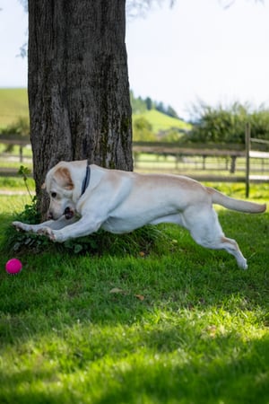 Rogz_Grinz_pink_Lifestyle