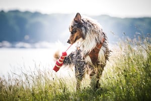 LightHouse Fetch Water Toy_Lifestyle_4