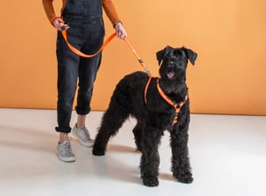 Fancy Dress Classic Lead_Orange Doodle_Lifestyle