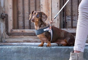 Urban Fast-Fit Adjustable Harness Lifestyle_S-M_Gold Rush_Lifestyle 1